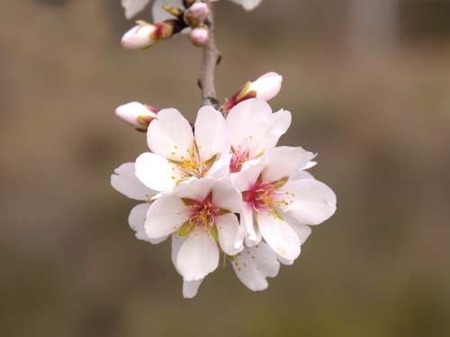 Almond Tree Flower Almond Tree In Blossom Spring