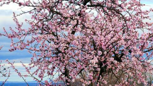 Almond Tree Blossom Bloom Spring Nature Tree