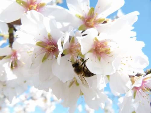 Almond Tree Flower Bee Libar Flowering