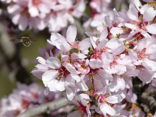 Almond Tree Flower Bee Libar Flowering