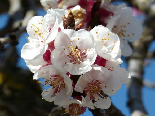 Almond Tree Flower Knob Spring Flowering