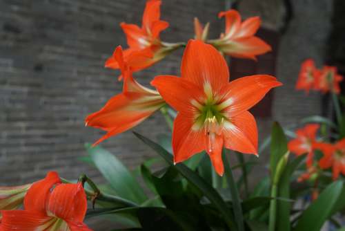 Amaryllis Red Flower China Flower Bulbs Agriculture