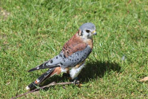 American Kestrel Nature Wildlife Raptor Falconry