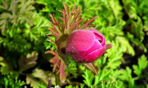 Anemone Flower Bud Red Thriving Nature Spring