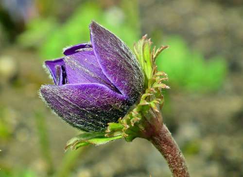 Anemone Bud Flower Blue Thriving Garden Nature