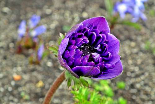 Anemone Flower Spring Garden Macro Jaskrowate