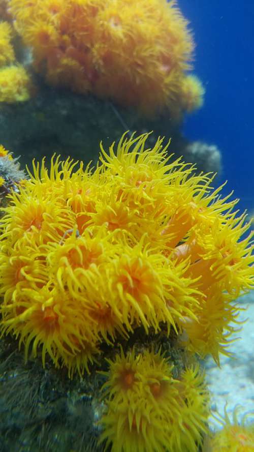 Anemone Ocean Sea Life Yellow