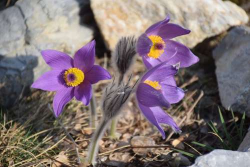 Anemone Pulsatilla Grandis Purple Flower Beech