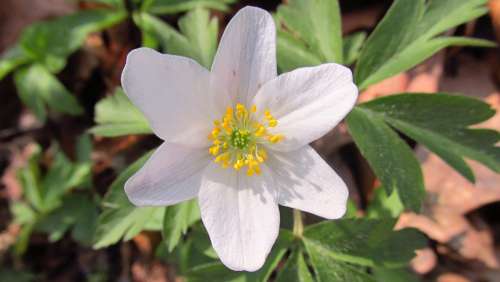 Anemone Flower Spring Early Spring Forest Garden