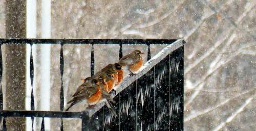 Animal Bird Robin Flock Winter Cold Snow
