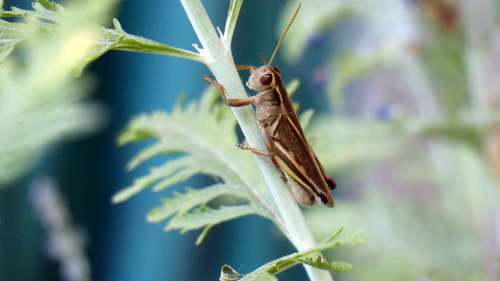 Animal Insect Grasshopper Brown Plant Nature