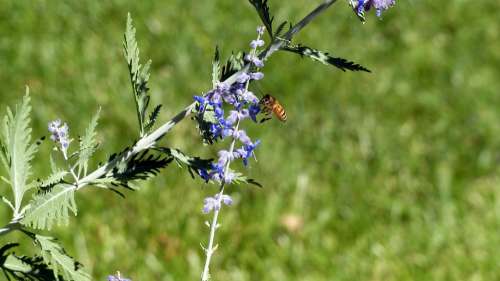 Animal Insect Honey Bee Wings Colorful Flowers