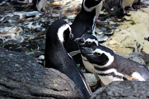 Animals Penguin Bird Antarctic Couple Cute