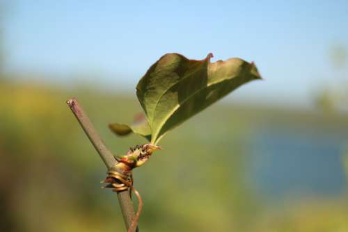 Ant Leaves Nature Natural Plant Forest Animal