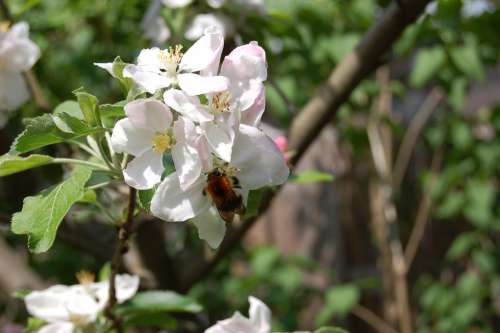 Apple Blossom Hummel Nature Apple Blossom Branch