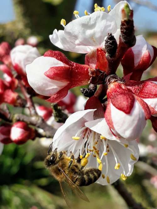 Apricot Blossom Bee Bud Bee Pollen Pollination