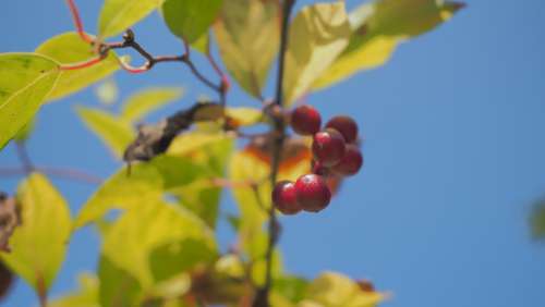 Autumn Berry Sky Dacha Leaves Nature Flowers