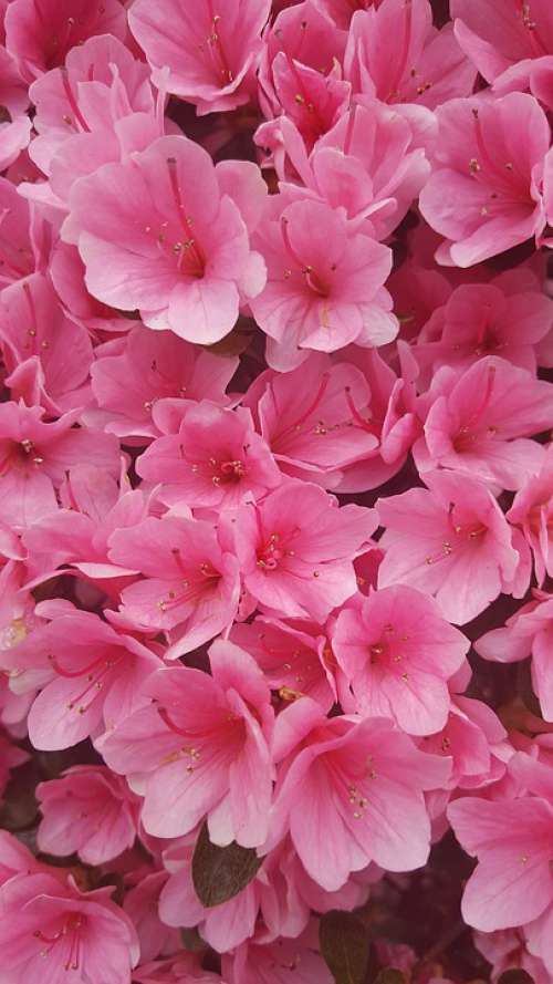 Azalea Pink Macro Spring Flowers Garden