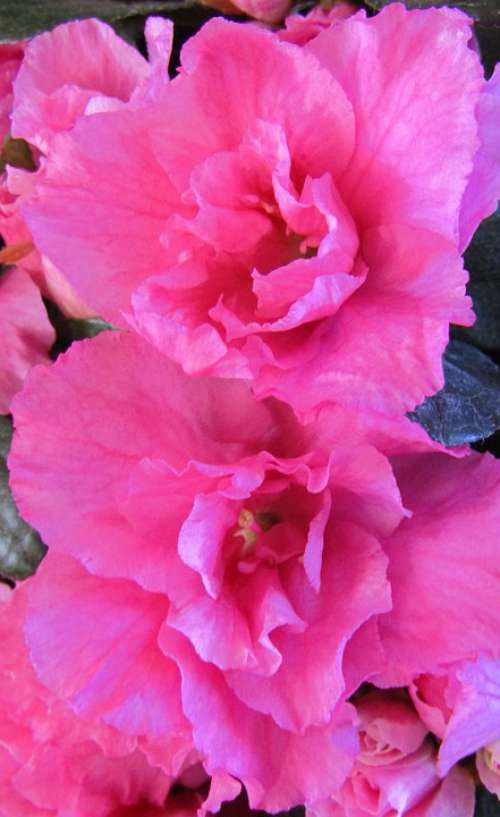 Azalea Blossom Bloom Close Up Nature Plant Flower