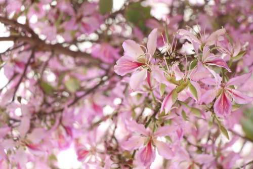 Background Pink Flowers Almonds