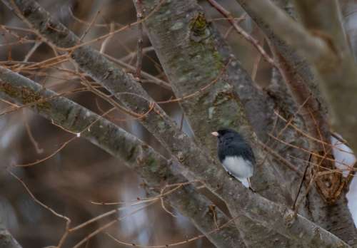 Backyard Wildlife Birdwatching Bird Perch Tree