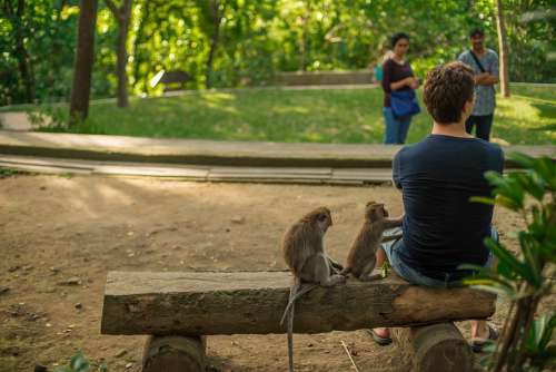 Bali Indonesia Monkey Park Beggar Steals Man