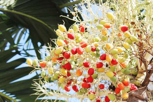 Ball Joint Palm Tree Fruit Garden Red Yellow