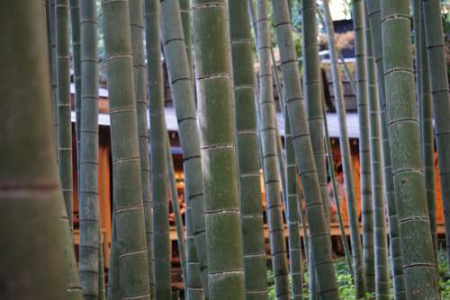 Bamboo Forest Close Up Green Zen Growth Nature