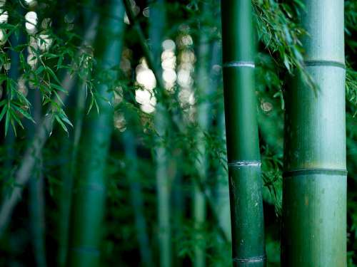 Bamboo Green Plant Forest Japan