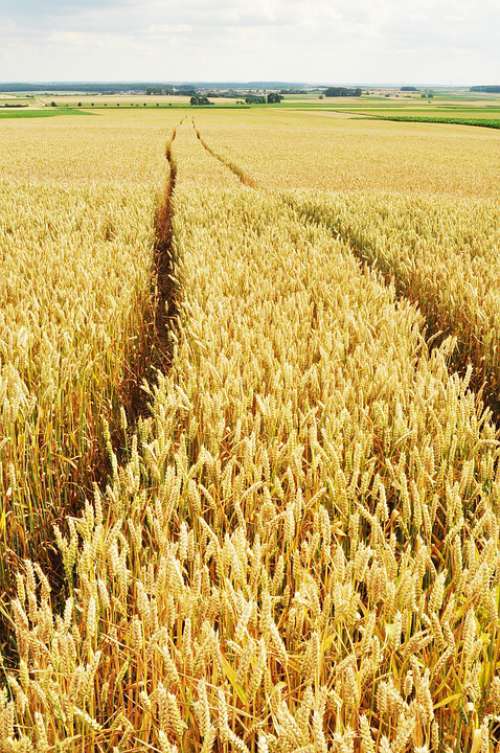 Barley Traces Fields Yellow Away Tire Brands