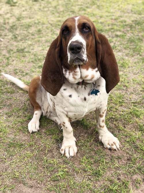 Basset Hound Cute Hounds Ears Animal Adorable Dog