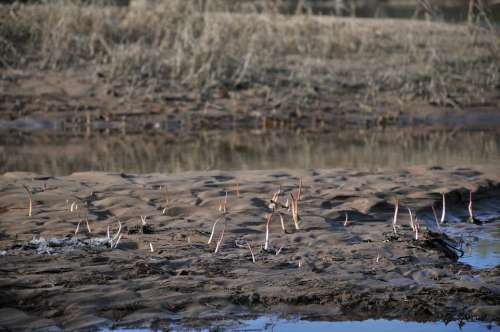 Beach Sprouts Water Sand