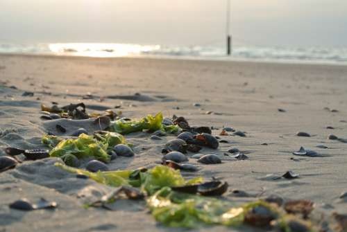 Beach Mussels Sand Seaweed