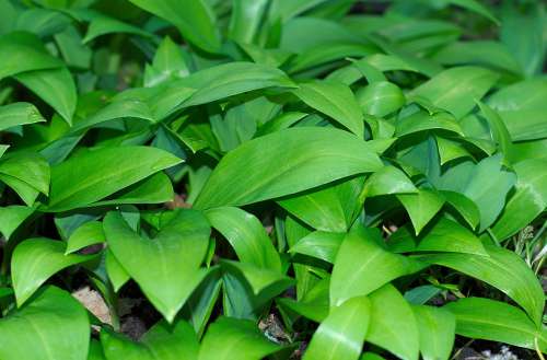 Bear'S Garlic Young Green Fresh Wild Vegetables