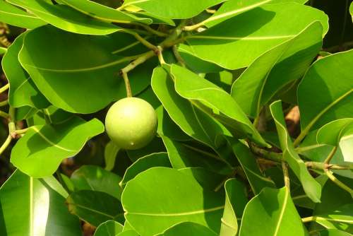 Beauty Leaf Alexandrian Laurel Fruit Nut Flora