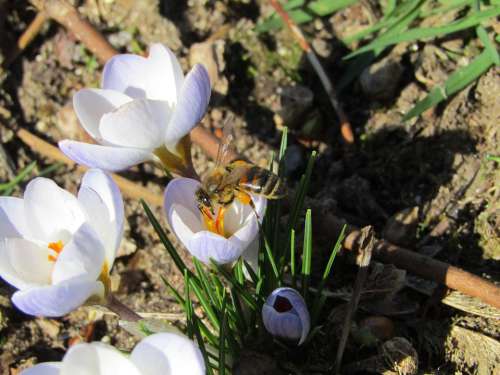 Bee Pollens Spring Flowers