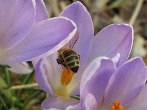 Bee Pollens Spring Flowers