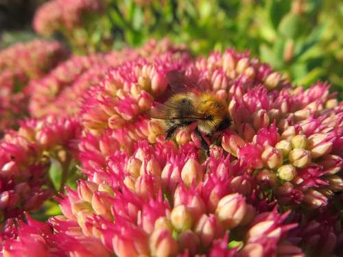 Bee Nectar Pollination Flowers Pollen Garden