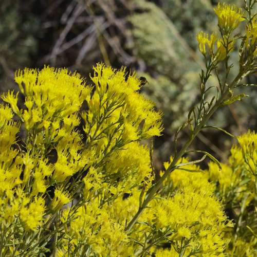 Bee Feeding On Yellow Flowers Insect Rabbitbrush