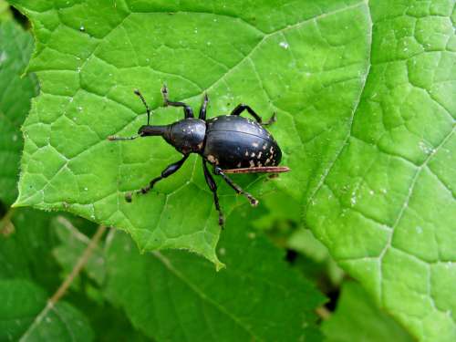 Beetle Forest Insect Forest-Beetle Nature