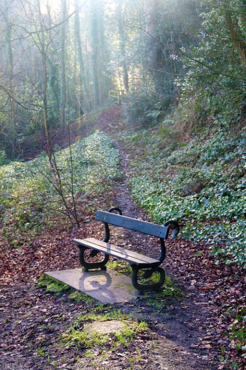 Bench Wood Rest Seat Nature Forest Autumn