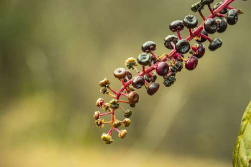 Berries Caster Bean Burgundy Wild Nature Poison