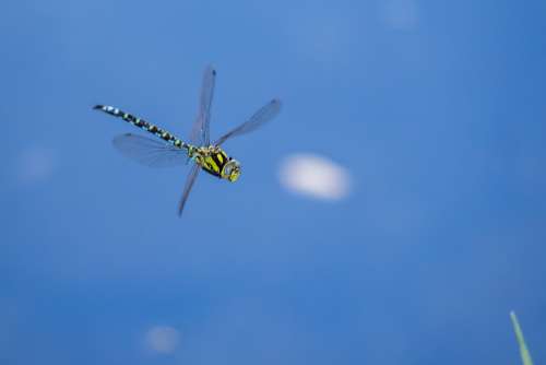 Biotope Dragonfly Valais Switzerland