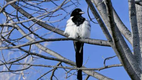 Bird Feather Magpie Tree Sunny Day