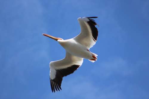 Bird Seagull Flight Flying Wings Wildlife Sky