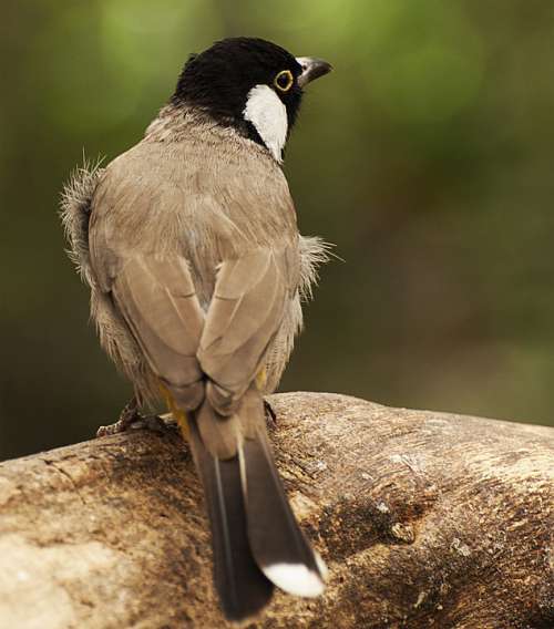 Bird Plumage Animal World Animals Buntings