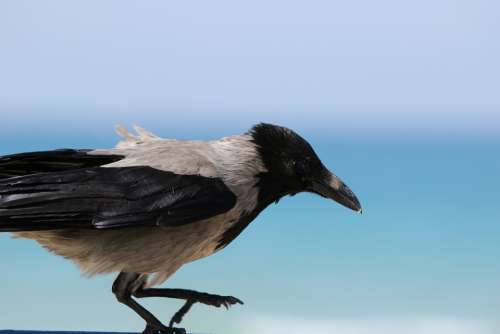 Bird Crow Black Feather Walking Beach Background