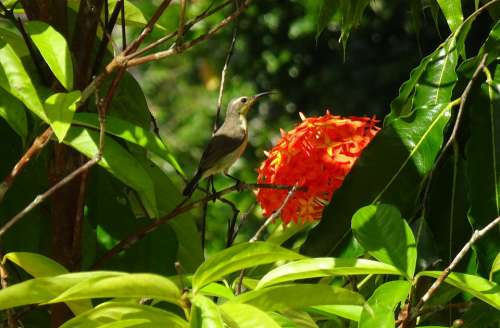 Bird Olive-Backed Sunbird Cinnyris Jugularis