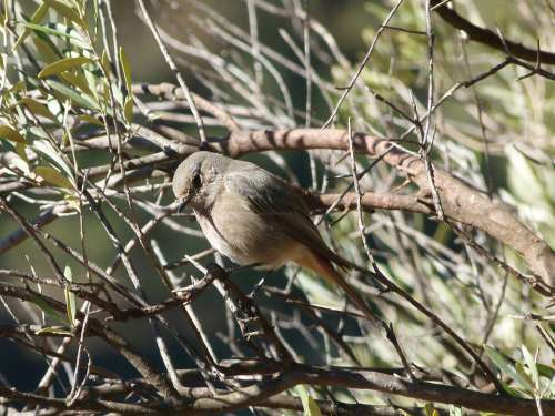 Bird Tree Olive Smoked Cotxa Smoked Black Redstart