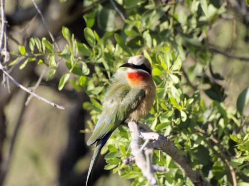Bird Colourful Plumage Perched Bee Eater Africa